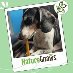 Nature Gnaws Dog Chew Variety Pack for Small Dogs, 12 count slide 2 of 8