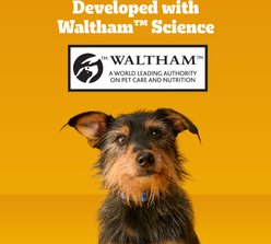 Pedigree Dentastix Large Original Chicken Flavor Dental Dog Treats, 40 count slide 2 of 9