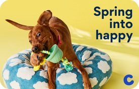 Spring Into Happy