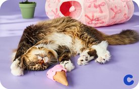 Cat Joy