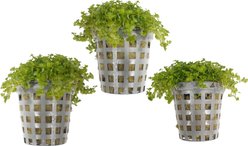 Quinn's Fins Dwarf Baby Tears Submerged Live Pond & Aquarium Plant, Green, 3 count