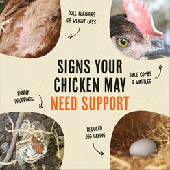 Roosty's Flock Armor Chicken Supplement, 1-lb bag slide 2 of 8