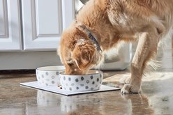 Pearhead Ceramic Dog Bowl, Gray/White, Large: 9-cup slide 2 of 8