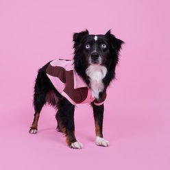 SUNBEAN Ziggy Cotton Quarter-Zip Machine Washable Stripes Pullover Dog Shirt, Peony/Expresso, Small