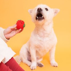 the furryfolks Cherry Tomato Nosework Plush & Tug Dog Toy slide 2 of 9