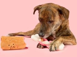 the furryfolks Bone Appétit Nosework Plush Dog Toy slide 2 of 9