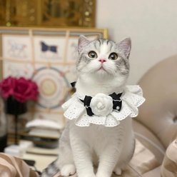 NonoPets Victorian Ruffled Lace Elegant Princess-Style Bib Romantic Camellia Puppy & Cat Collar, Small: 8-in neck, 1/2-in wide slide 2 of 5
