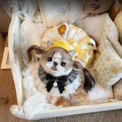 NonoPets Victorian Ruffled Lace Elegant Princess-Style Bib Vintage Velvet Ribbon Puppy & Cat Collar, Small: 8-in neck, 1/2-in wide slide 2 of 8