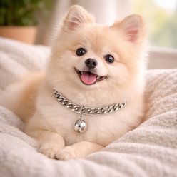 NonoPets Luxury Cuban Adjustable Link Chain Dog & Cat Collar with Bell, X-Small: 6.3 to 8.7-in neck, 1/2-in wide, Silver slide 2 of 4