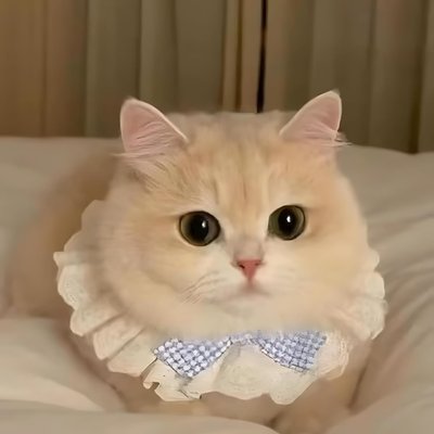 NonoPets NonoPets Victorian Ruffled Lace Elegant Princess-Style Bib Sweetheart Coquette Puppy & Cat Collar, Medium: 10-in neck, 1/2-in wide