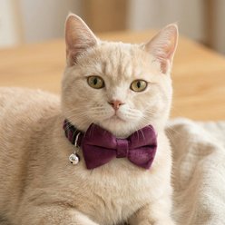 NonoPets Elegant Velvet Bow Tie Adjustable Small Dog & Cat Collar with Jingle Bell, 7.5 to 12.6-in neck, 1/2-in wide, Purple slide 2 of 2