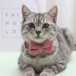 NonoPets Elegant Velvet Bow Tie Adjustable Small Dog & Cat Collar with Jingle Bell, 7.5 to 12.6-in neck, 1/2-in wide, Pink slide 2 of 2