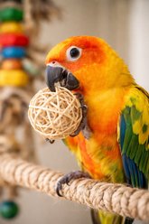 Birdology Willow Twig Vine Ball Bird Toy, 2-in, 9 count