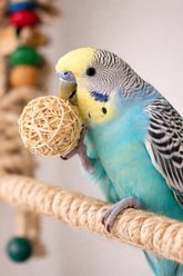 Birdology Willow Twig Vine Ball Bird Toy, 1-in, 25 count