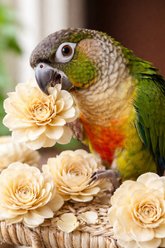 Birdology Sola Flower Bird Toy, 6 count