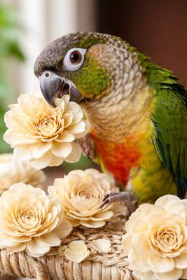 Out of Stock - BIRDOLOGY Sola Flower Bird Toy, 6 count