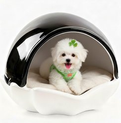 Halinfer Shell Waterproof Elevated Dog House Bed, Black/White, Medium