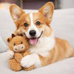 Pupstages Floppy Cuddle Companion Coconut Scented Cow Plush Dog Toy, Brown, Small slide 2 of 6