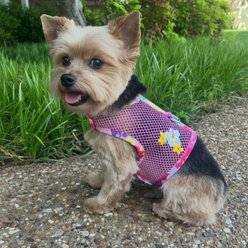Doggie Design Cool Mesh Dog Harness with Leash, Pink Hawaiian Floral, Small: 13 to 16-in chest slide 2 of 4