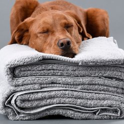 Delilah Home 100% Organic Cotton 2-Piece Bath Towel Set, 30 x 54-in, White
