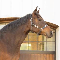 Equinavia Siri Polo Leather Horse Halter, Black/Rain Cloud, Cob slide 2 of 5