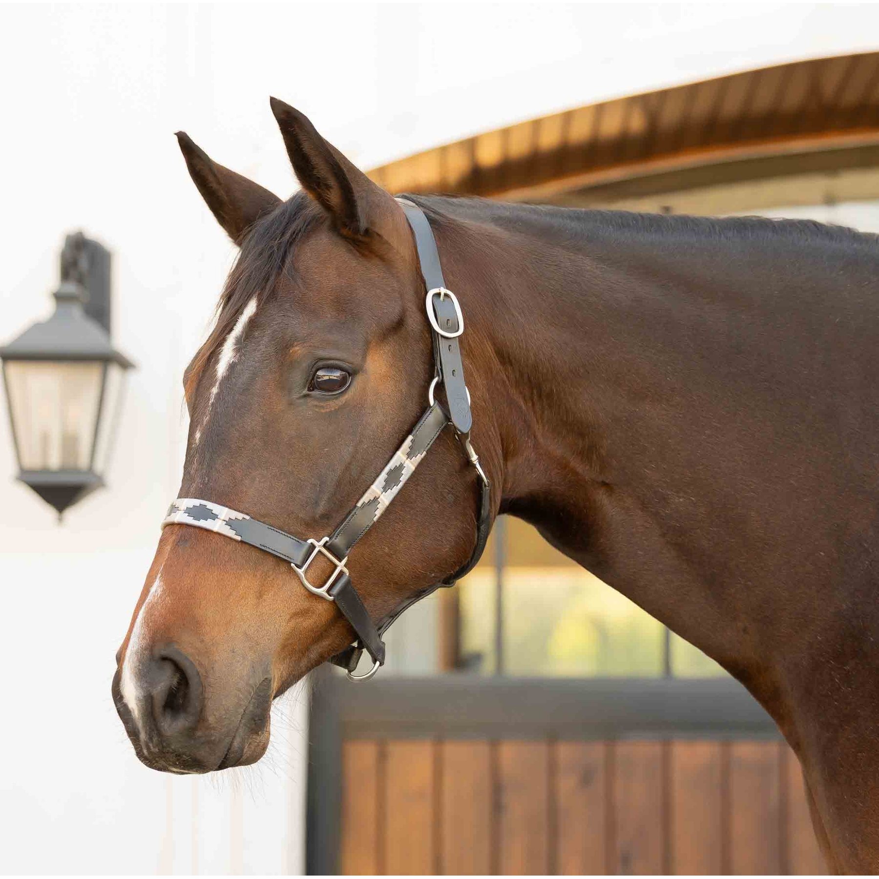 Equinavia Siri Polo Leather Horse Halter, Black/Rain Cloud, Cob