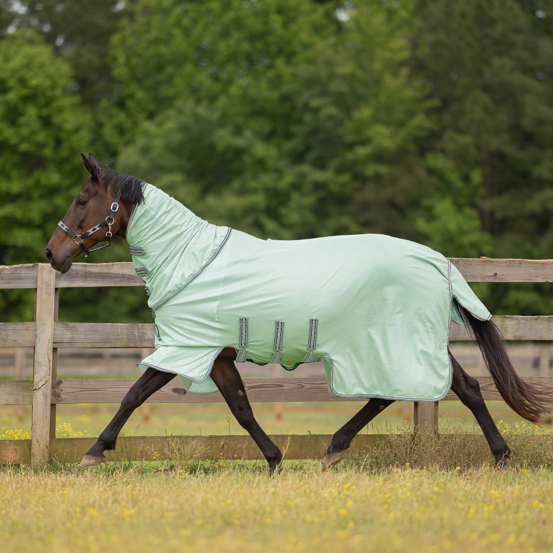 Equinavia Vern Full Protect Horse Fly Sheet, Misty Jade, 72-in