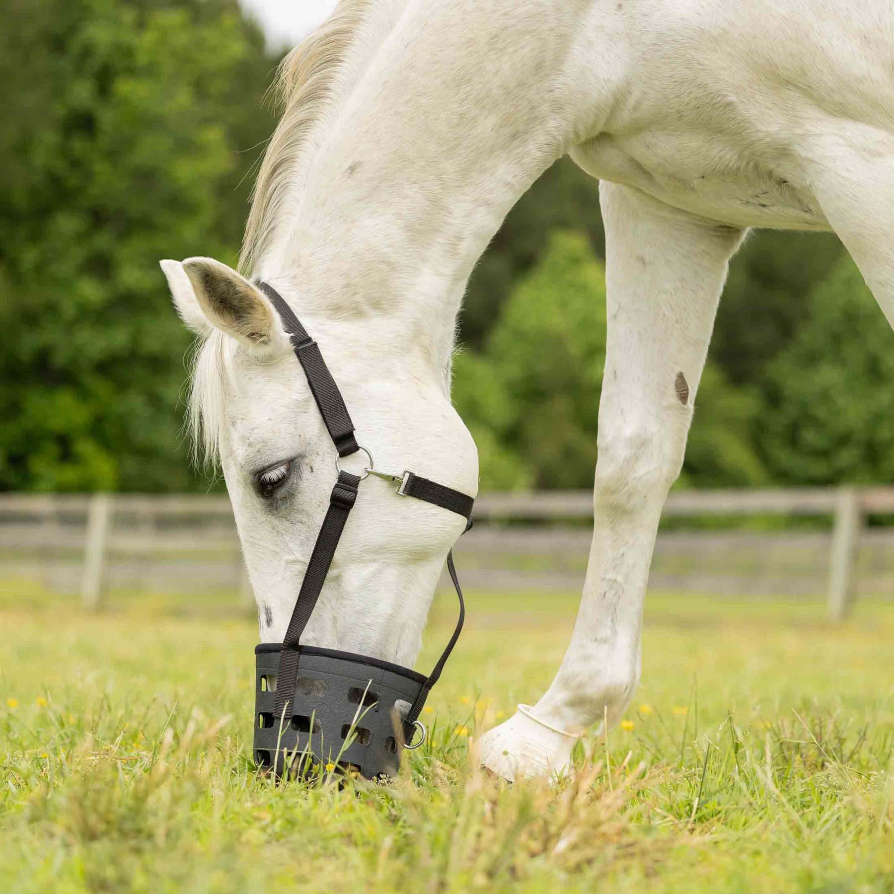 Equinavia Breakaway Grazing Horse Muzzle, Black, Horse