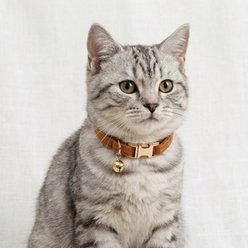 NonoPets Premium Velvet Cat Collar with Gold Bell & Safety Buckle, Brown, Large: 12-in neck, 1/2-in wide slide 2 of 2