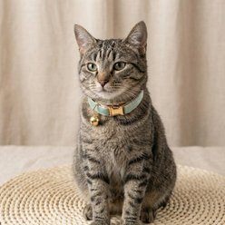 NonoPets Premium Velvet Cat Collar with Gold Bell & Safety Buckle, Green, Large: 12-in neck, 1/2-in wide slide 2 of 2