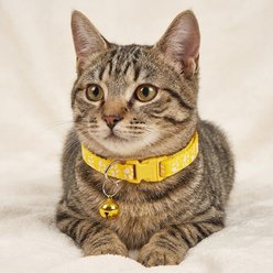 NonoPets Reflective Paw Print Cat Collar with Safety Breakaway Buckle & Bell, 12.6-in neck, 1/2-in wide, Yellow slide 2 of 2