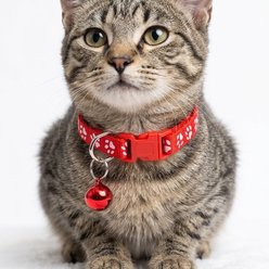 NonoPets Reflective Paw Print Cat Collar with Safety Breakaway Buckle & Bell, 12.6-in neck, 1/2-in wide, Red slide 2 of 2