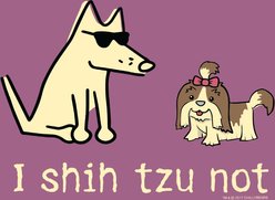 Teddy the Dog I Shih Tzu Not Classic Tee, Berry, Large slide 2 of 2