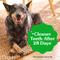Show in main carousel: Greenies Large Natural Original Chicken Flavor Dental Dog Treats, 34 count slide 9 of 10