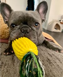 H&H Pets Interactive Corn-Shape Dental Chew Dog Toy, Yellow slide 2 of 8