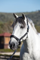 LeMieux Anatomic Horse Head Collar, Brown, Cob slide 2 of 2