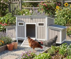 Petscosset Openable Waterproof Roof Chicken Coop Flock Size Large Capacity with 4 Nesting Boxes, 62.2 x 26 x 28.5-in