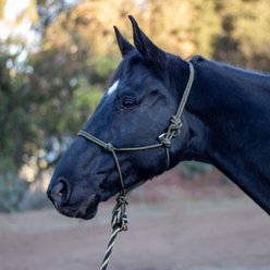 Shires Equestrian Products ARMA Rope Horse Halter & Lead Set, One Size, Black/Tan