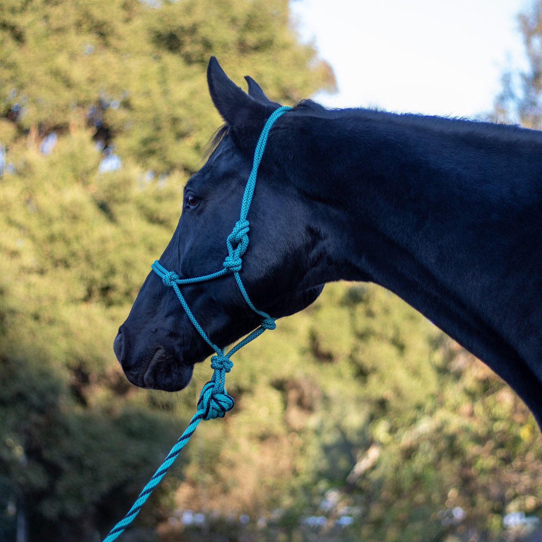Shires Equestrian Products ARMA Rope Horse Halter & Lead Set, One Size, TURQUOISE/BLACK