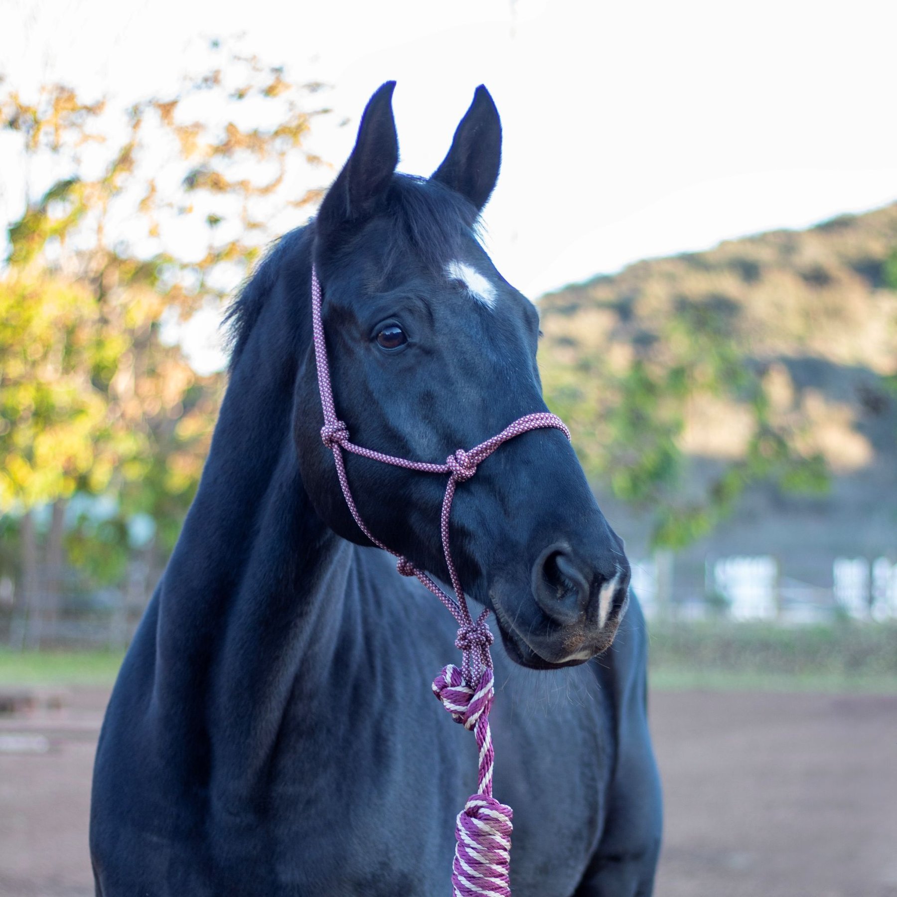 Shires Equestrian Products ARMA Rope Horse Halter & Lead Set, One Size, BURGUNDY/TAN