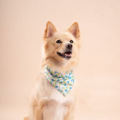 The Paws Limeade Dog & Cat Bandana, Small slide 2 of 5