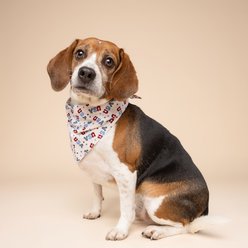 The Paws USA Dog Bandana, Large slide 2 of 5