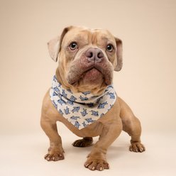The Paws Jawz Dog Bandana, Large slide 2 of 6