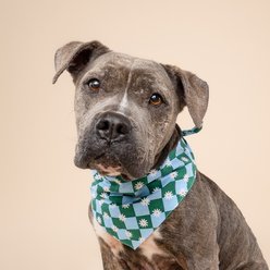 The Paws Koa Dog & Cat Bandana, Large slide 2 of 5