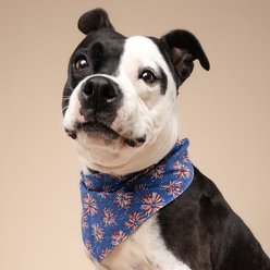 The Paws Firecracker Dog Bandana, Large slide 2 of 5