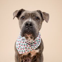The Paws Cherry Crush Dog & Cat Bandana, Large slide 2 of 5