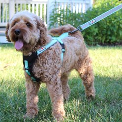 Pawtitas Nylon Reflective Back Clip Dog Harness, Blue, Medium: 21 to 28-in chest slide 2 of 9