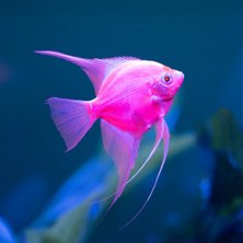 GloFish