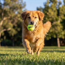KONG Squeakair Ball Dog Toy, Large slide 2 of 5