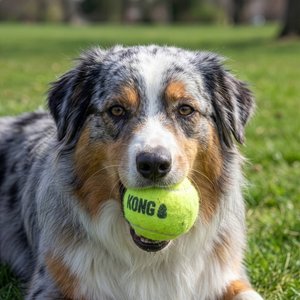 KONG Squeakair Balls Packs Dog Toy, Large